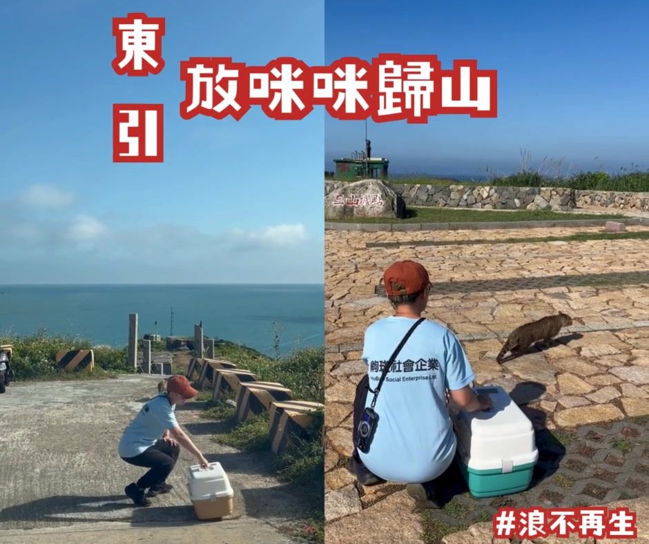 【🐾 這是我的地盤啦～我回來了｜東引抓貓日誌】
結紮完的貓咪們，術後觀察沒問題後，
我們就會一一把...