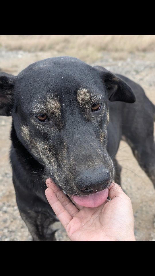 工作中的小確幸：遇見親人狗狗的溫暖時光