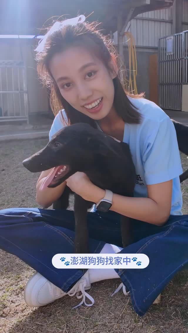 澎湖毛孩急尋溫暖新家
